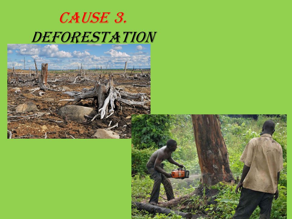 Cause 3. Deforestation