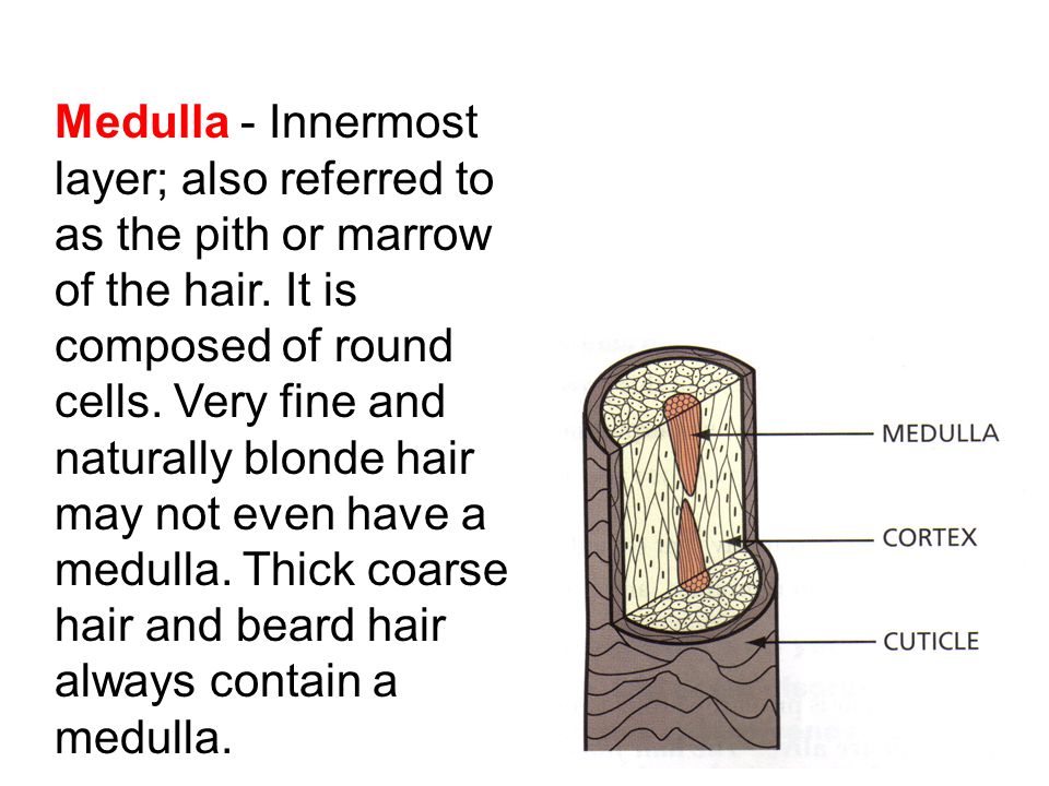 Properties Of The Hair And Scalp - ppt download