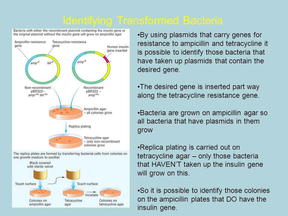 Identifying Transformed Bacteria