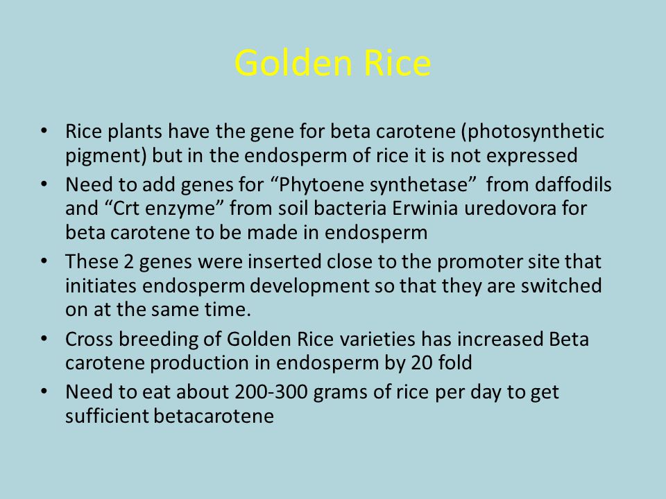 Golden Rice Rice plants have the gene for beta carotene (photosynthetic pigment) but in the endosperm of rice it is not expressed.