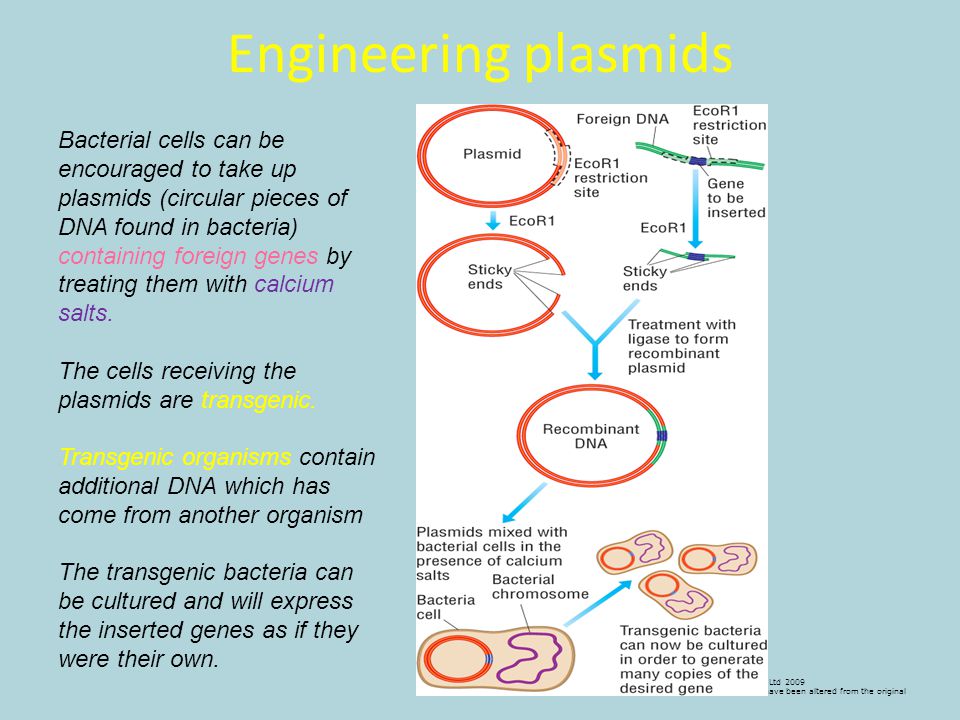 Engineering plasmids