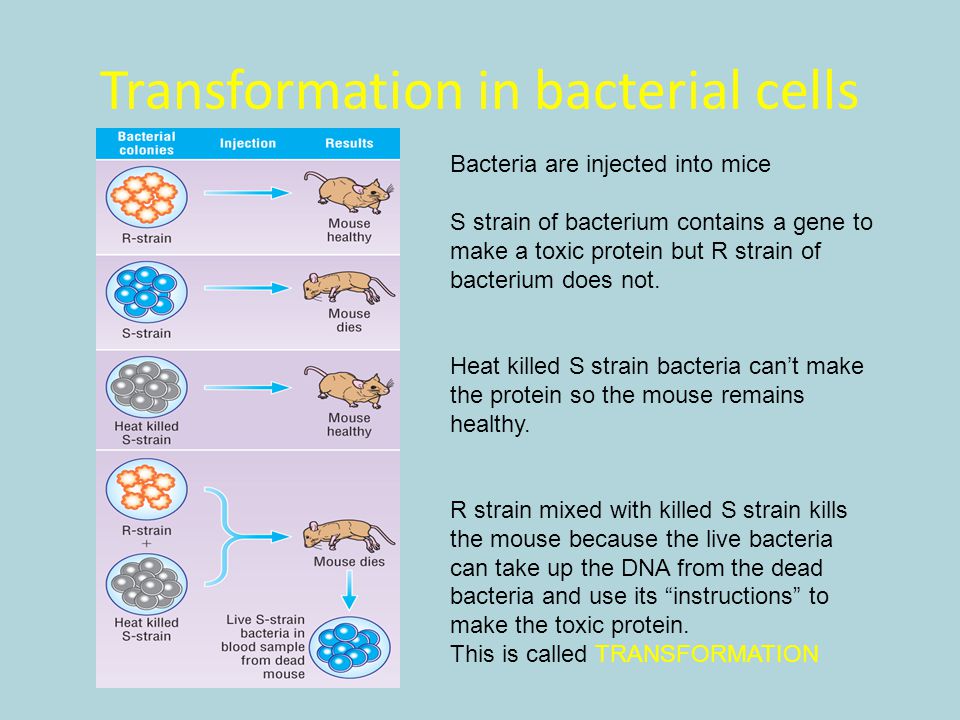 Transformation in bacterial cells