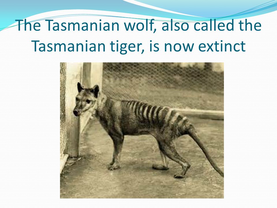 The Tasmanian wolf, also called the Tasmanian tiger, is now extinct
