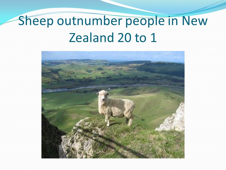 Sheep outnumber people in New Zealand 20 to 1