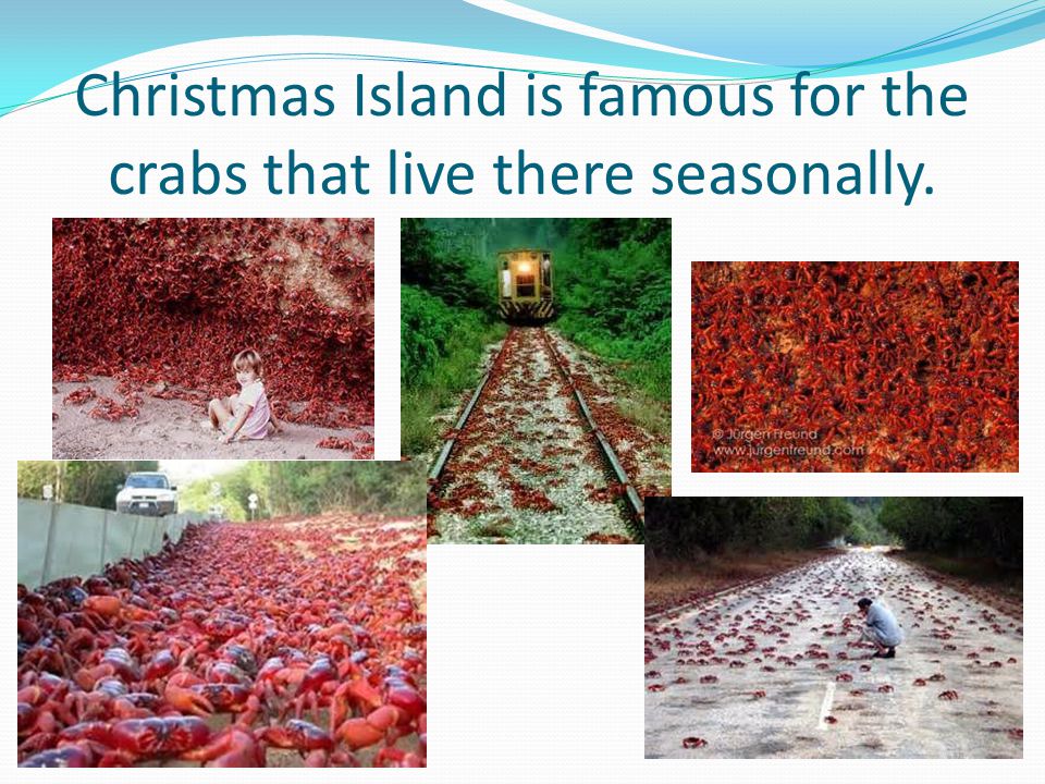 Christmas Island is famous for the crabs that live there seasonally.