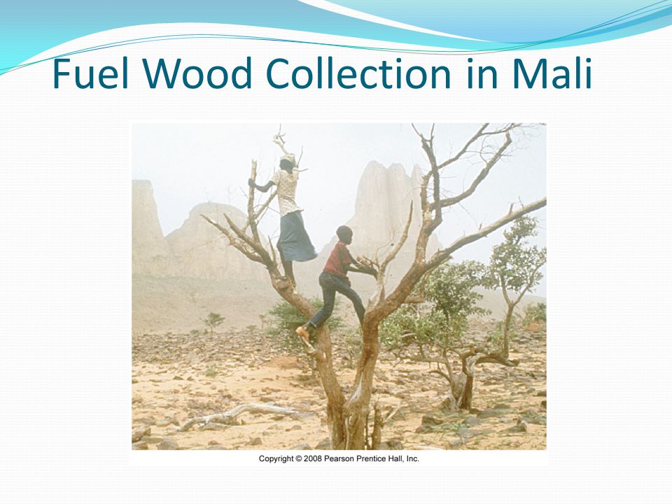 Fuel Wood Collection in Mali