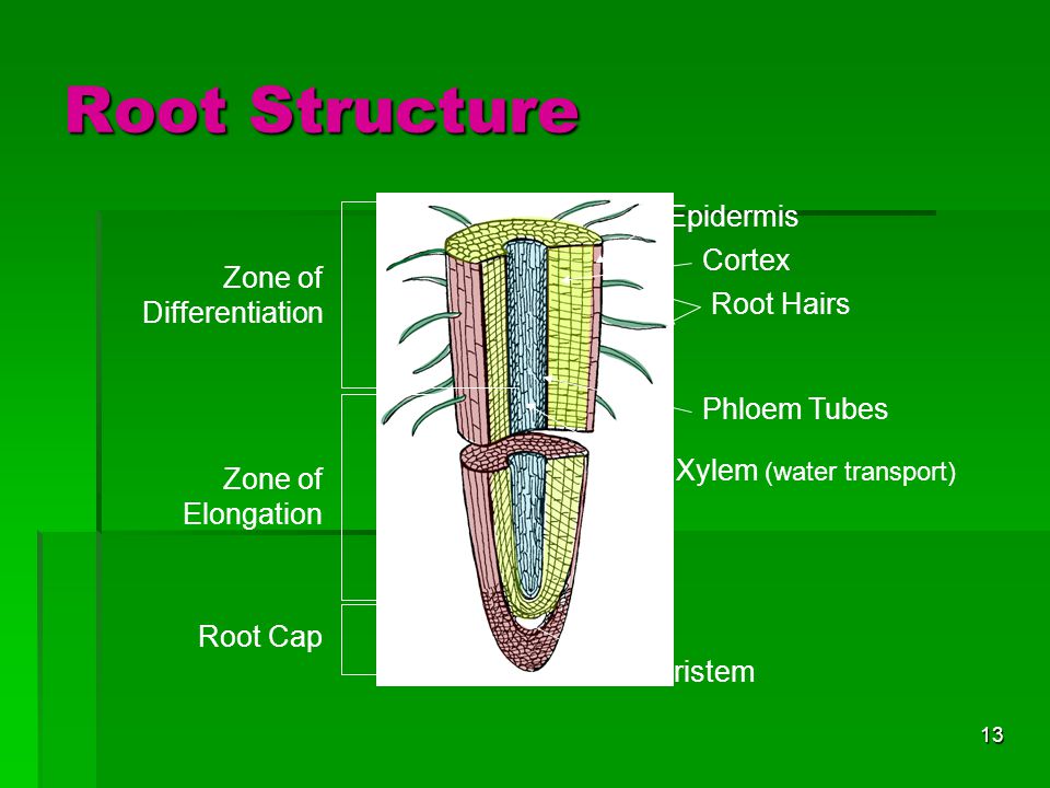 Root Structure Epidermis Cortex Zone of Differentiation Root Hairs