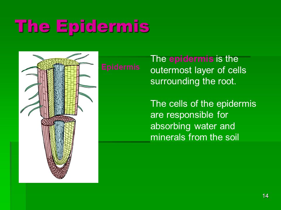 The Epidermis The epidermis is the outermost layer of cells surrounding the root.