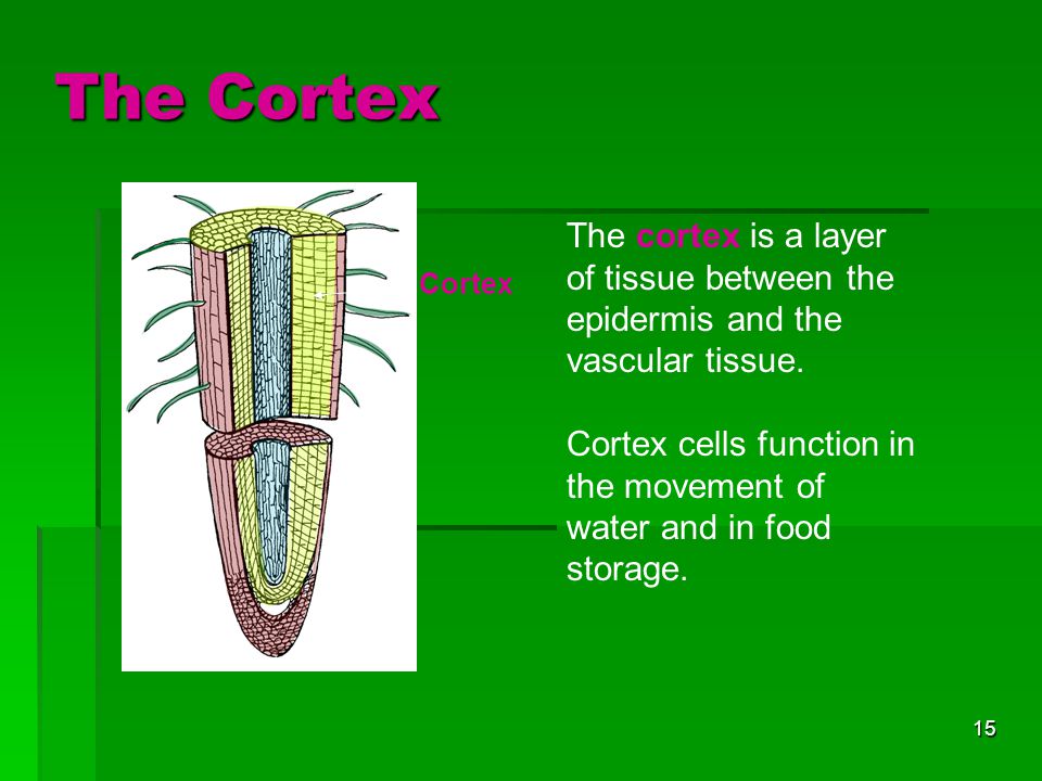 The Cortex The cortex is a layer of tissue between the epidermis and the vascular tissue.