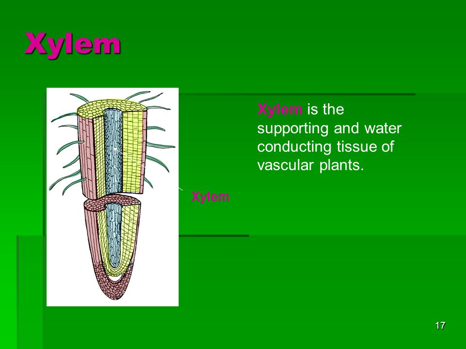 Xylem Xylem is the supporting and water conducting tissue of vascular plants. Xylem
