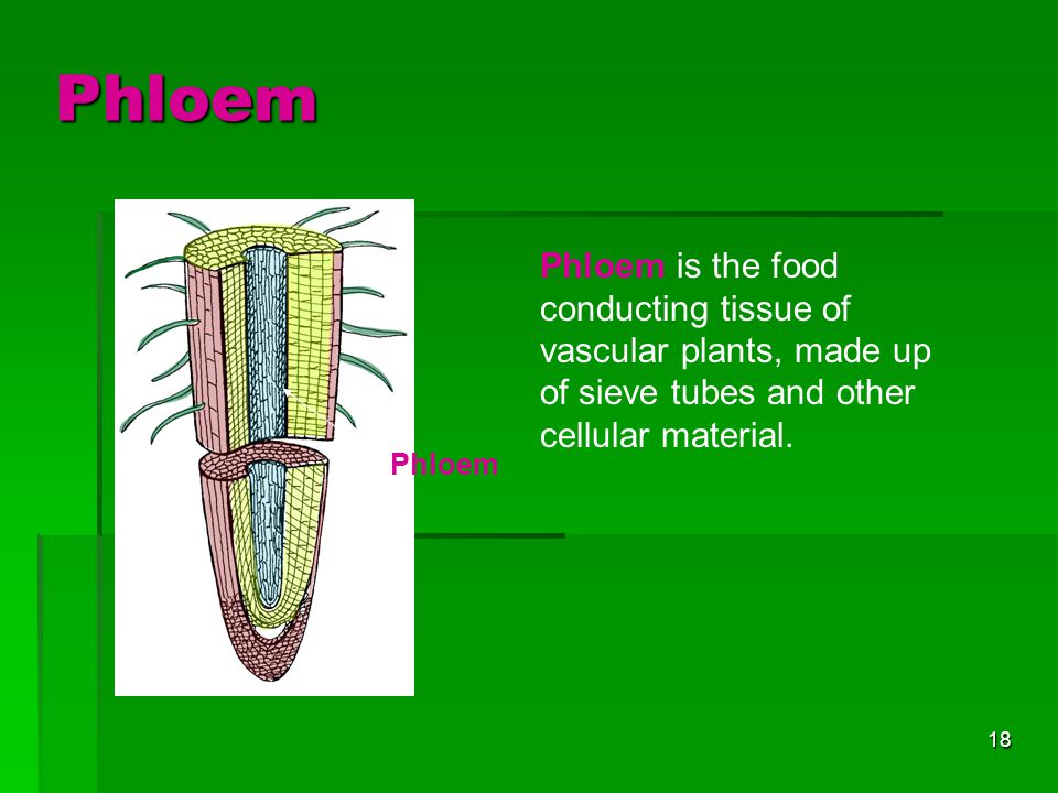 Phloem Phloem is the food conducting tissue of vascular plants, made up of sieve tubes and other cellular material.