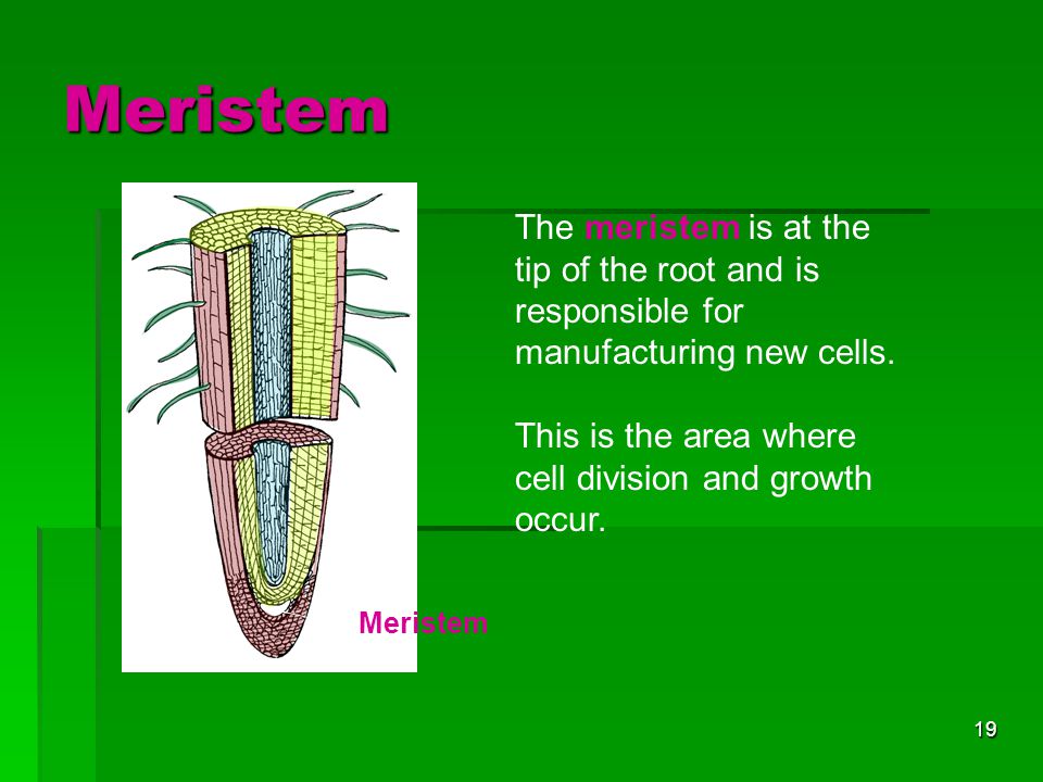 Meristem The meristem is at the tip of the root and is responsible for manufacturing new cells.