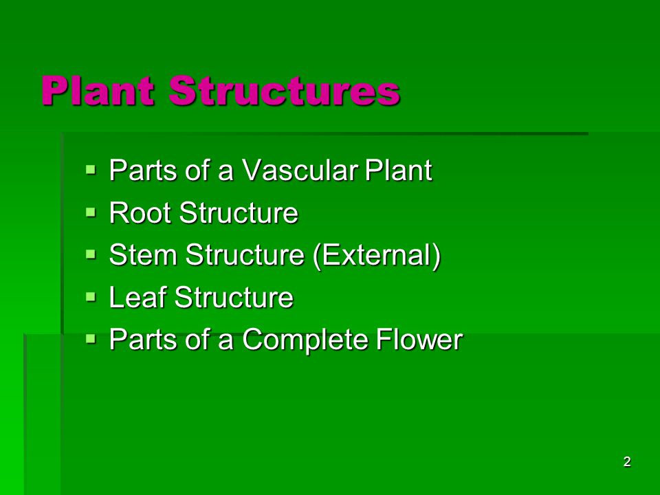 Plant Structures Parts of a Vascular Plant Root Structure