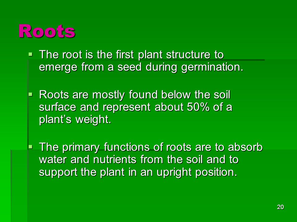 Roots The root is the first plant structure to emerge from a seed during germination.