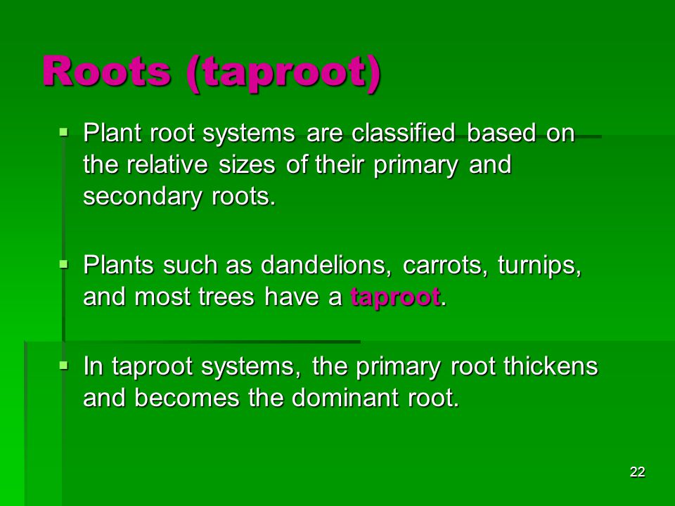 Roots (taproot) Plant root systems are classified based on the relative sizes of their primary and secondary roots.