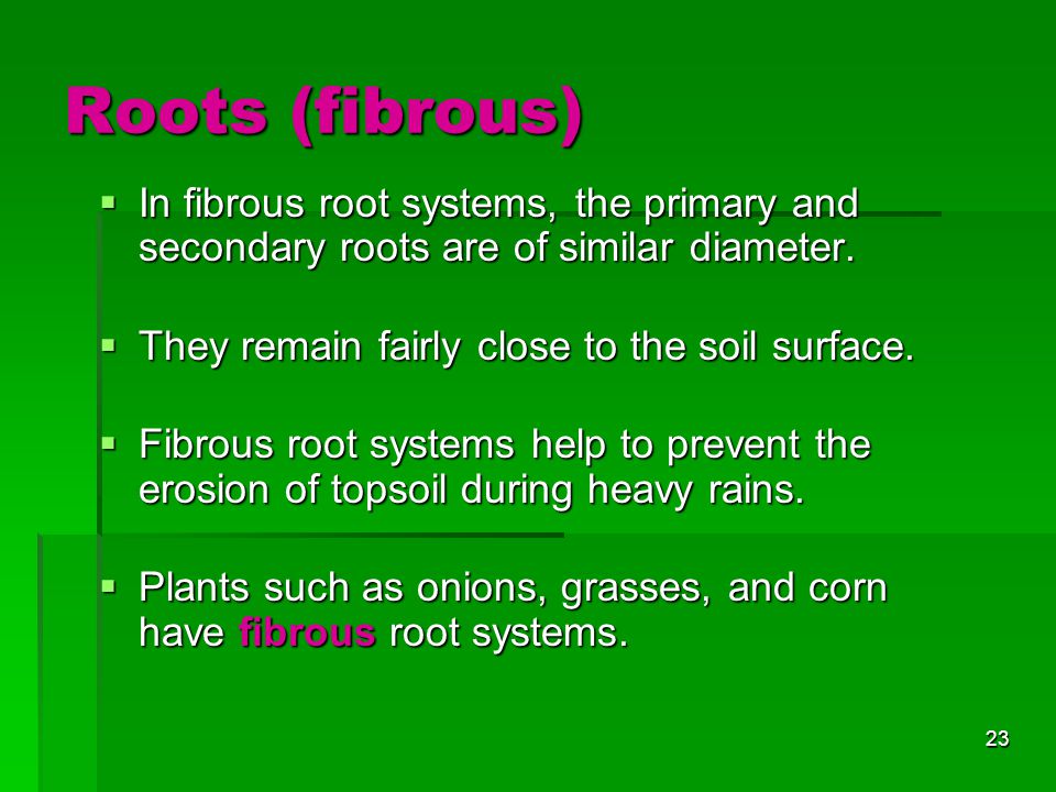Roots (fibrous) In fibrous root systems, the primary and secondary roots are of similar diameter. They remain fairly close to the soil surface.