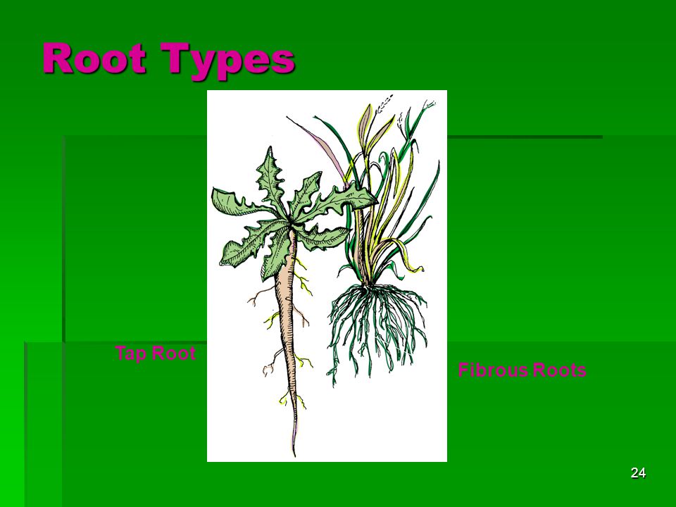 Root Types Tap Root Fibrous Roots
