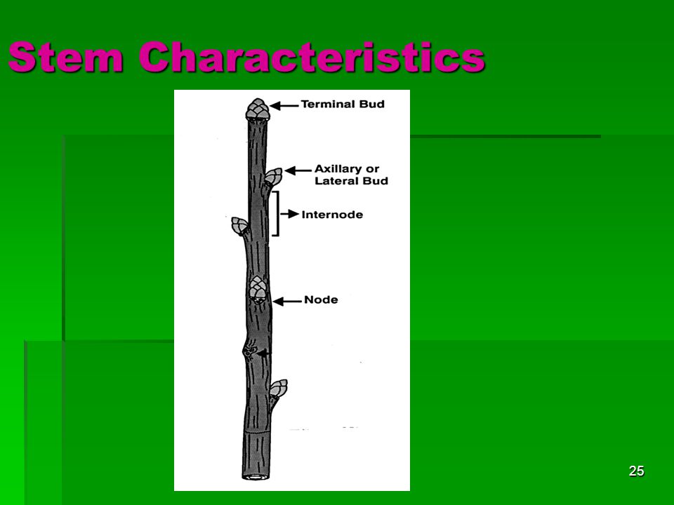 Stem Characteristics