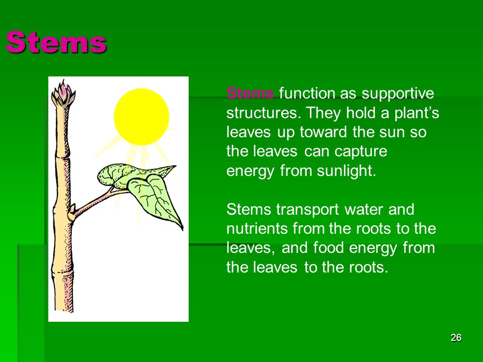 Stems Stems function as supportive structures. They hold a plant’s leaves up toward the sun so the leaves can capture energy from sunlight.