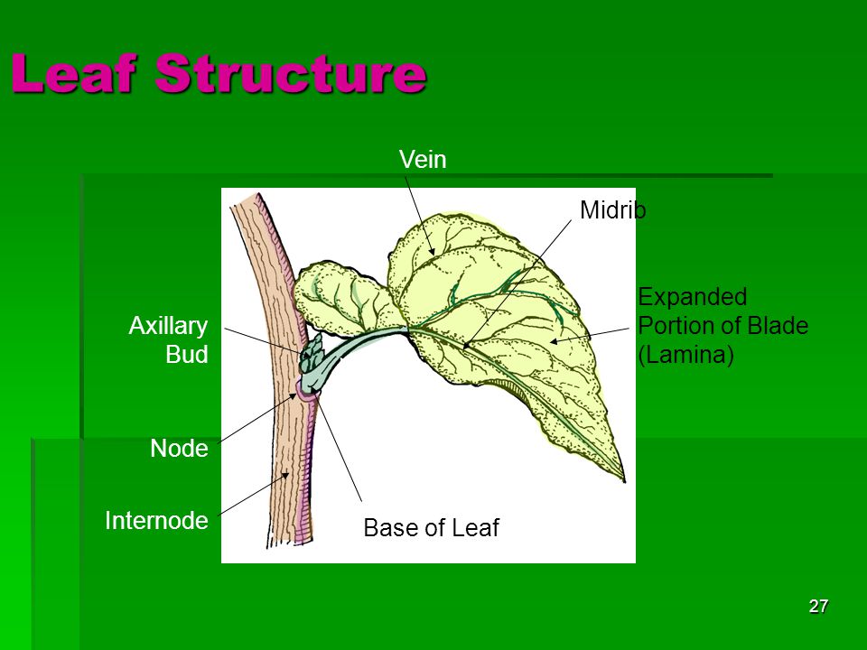 Leaf Structure Vein Midrib Expanded Portion of Blade (Lamina)