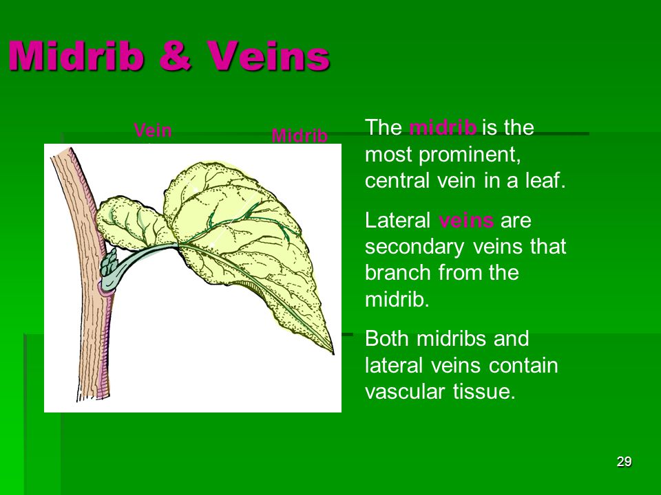 Midrib & Veins The midrib is the most prominent, central vein in a leaf. Lateral veins are secondary veins that branch from the midrib.
