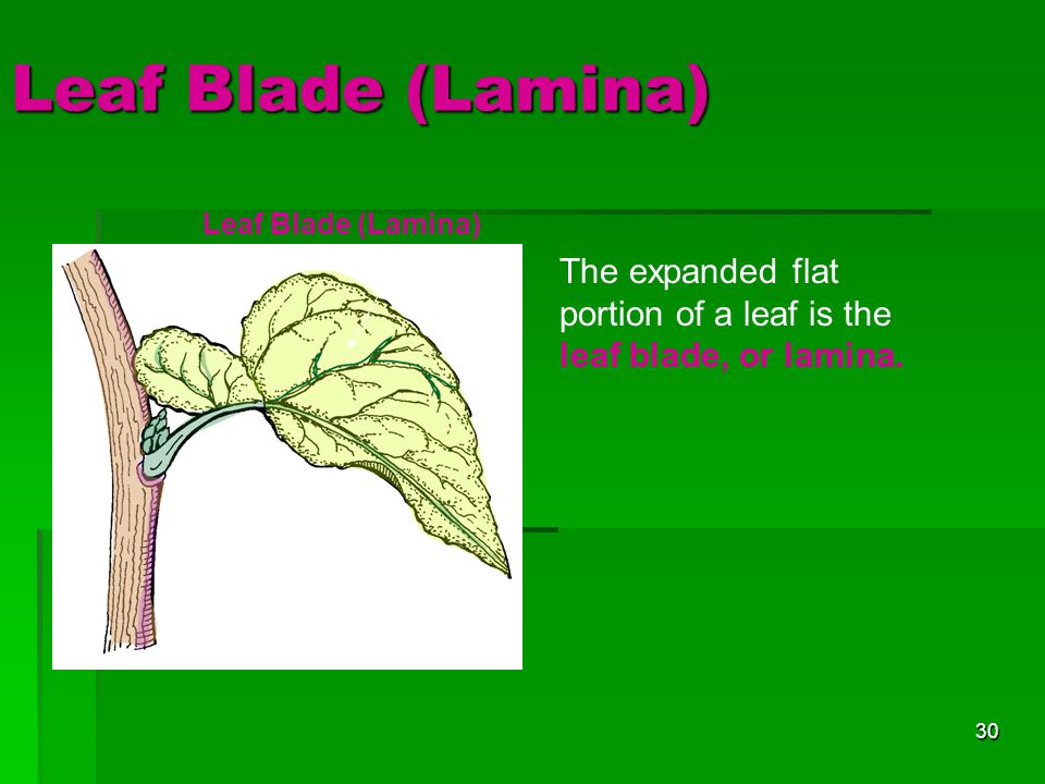 Leaf Blade (Lamina) Leaf Blade (Lamina) The expanded flat portion of a leaf is the leaf blade, or lamina.