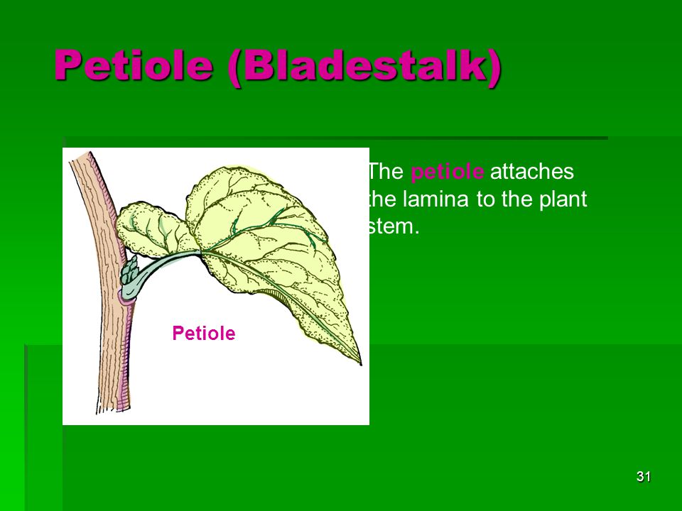 Petiole (Bladestalk) The petiole attaches the lamina to the plant stem. Petiole