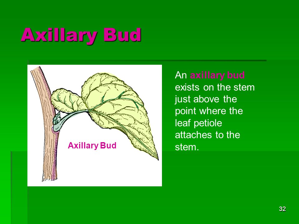 Axillary Bud An axillary bud exists on the stem just above the point where the leaf petiole attaches to the stem.