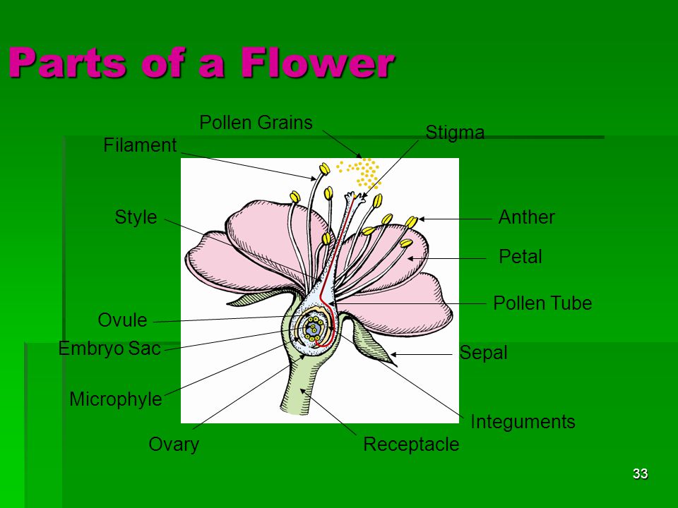Parts of a Flower Pollen Grains Stigma Filament Style Anther Petal