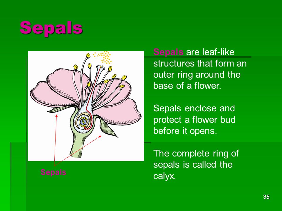 Sepals Sepals are leaf-like structures that form an outer ring around the base of a flower. Sepals enclose and protect a flower bud before it opens.