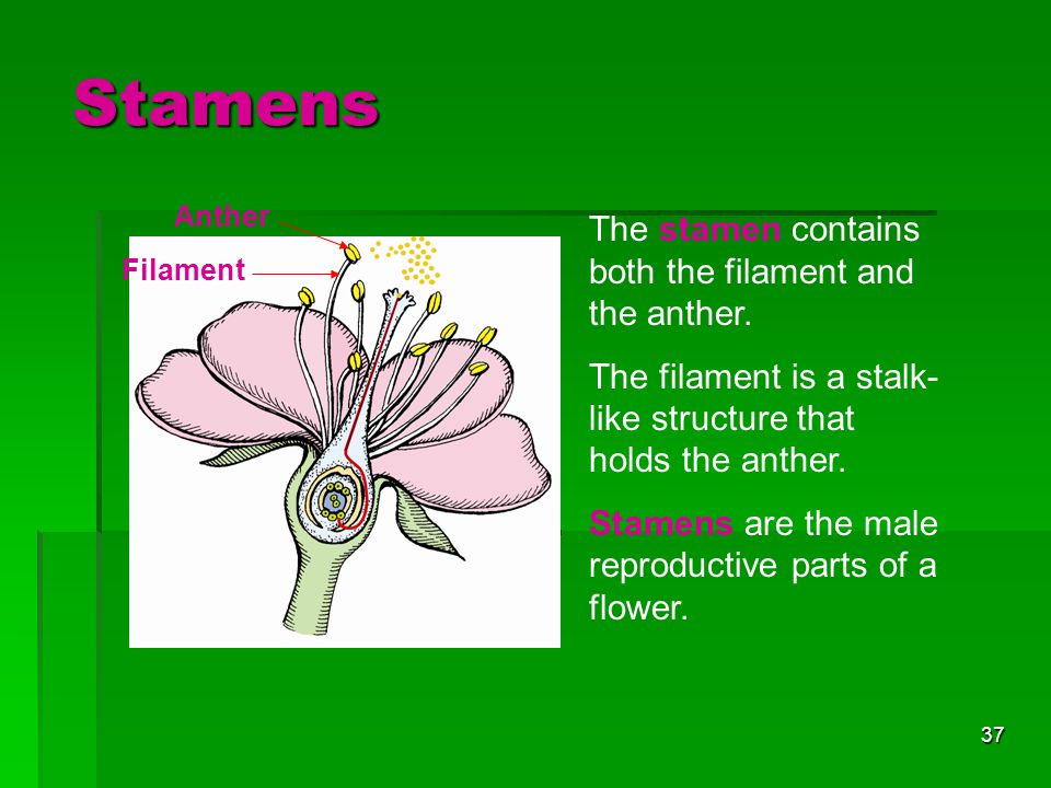 Stamens The stamen contains both the filament and the anther.