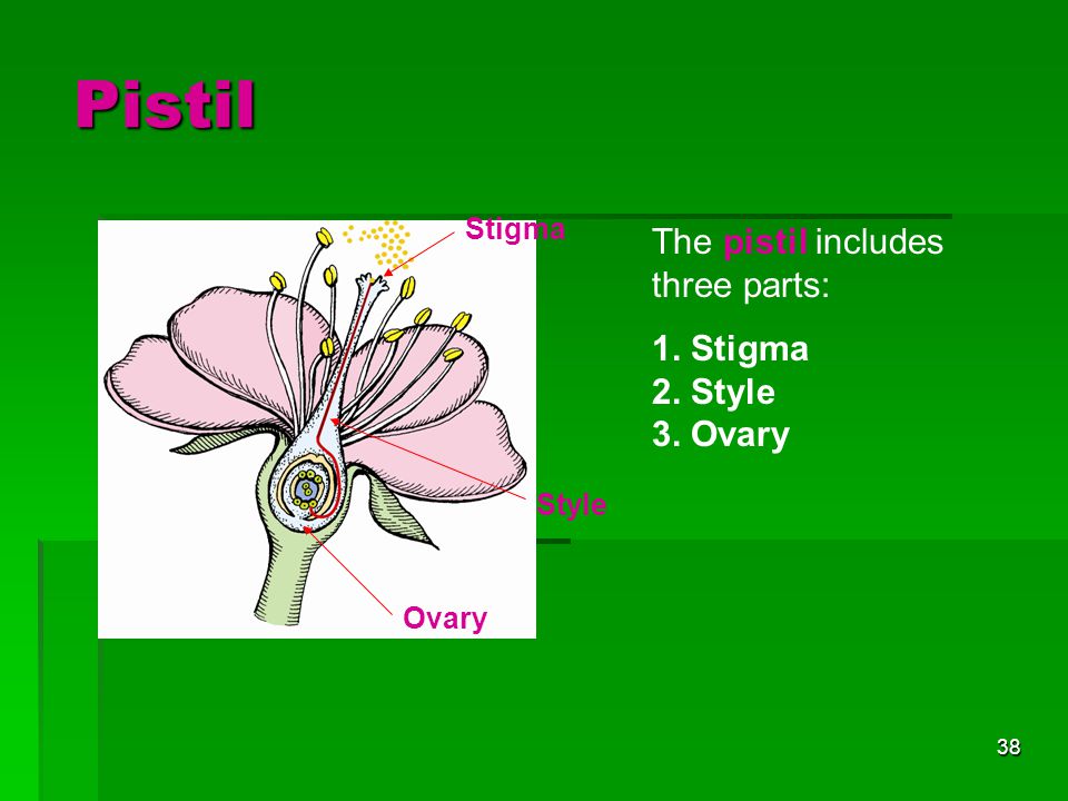 Pistil The pistil includes three parts: 1. Stigma 2. Style 3. Ovary