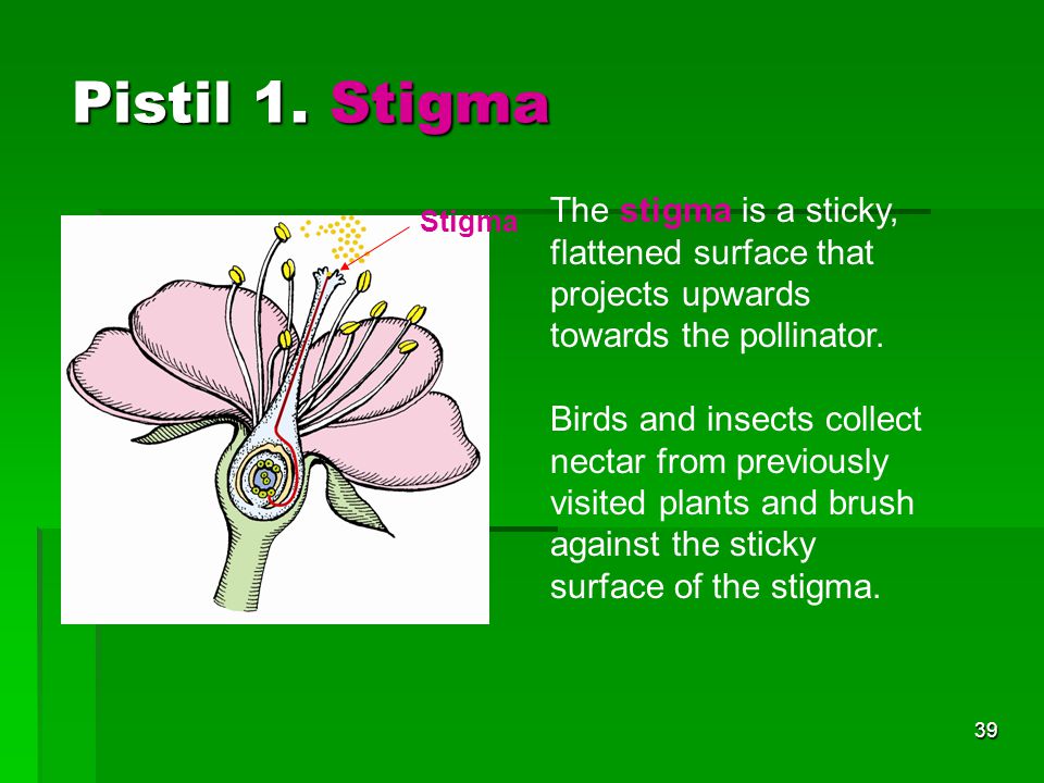 Pistil 1. Stigma The stigma is a sticky, flattened surface that projects upwards towards the pollinator.