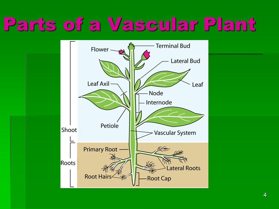 Parts of a Vascular Plant