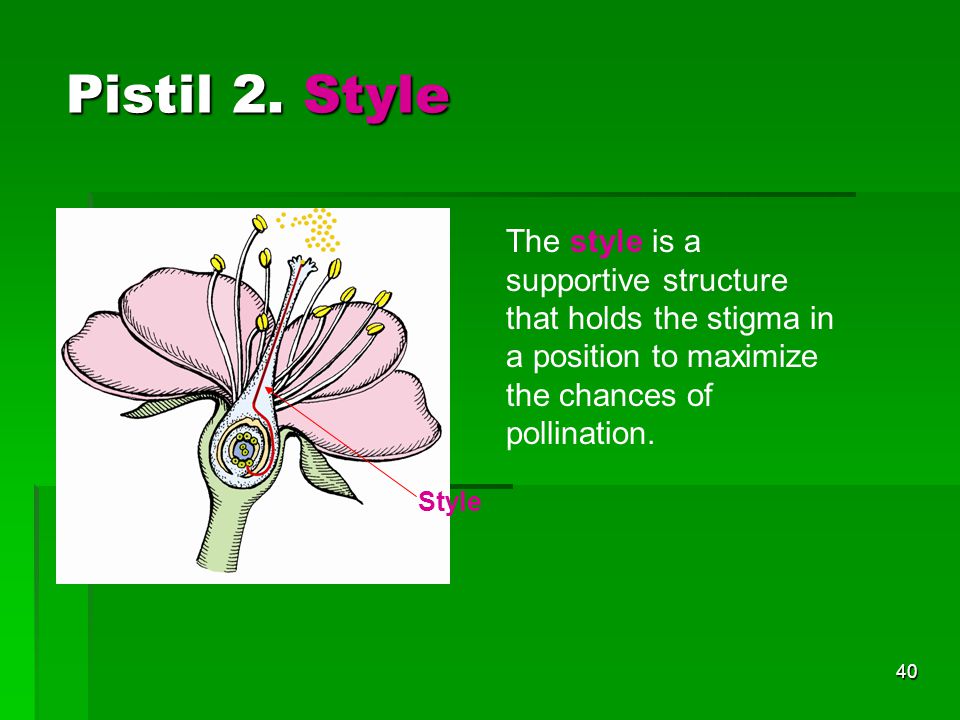 Pistil 2. Style The style is a supportive structure that holds the stigma in a position to maximize the chances of pollination.