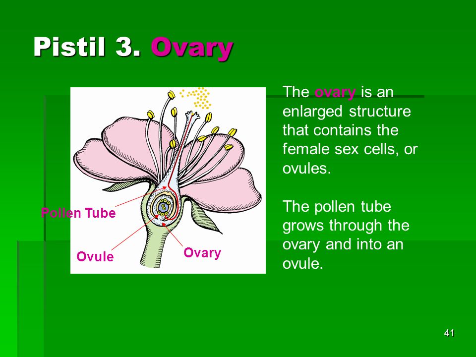 Pistil 3. Ovary The ovary is an enlarged structure that contains the female sex cells, or ovules.
