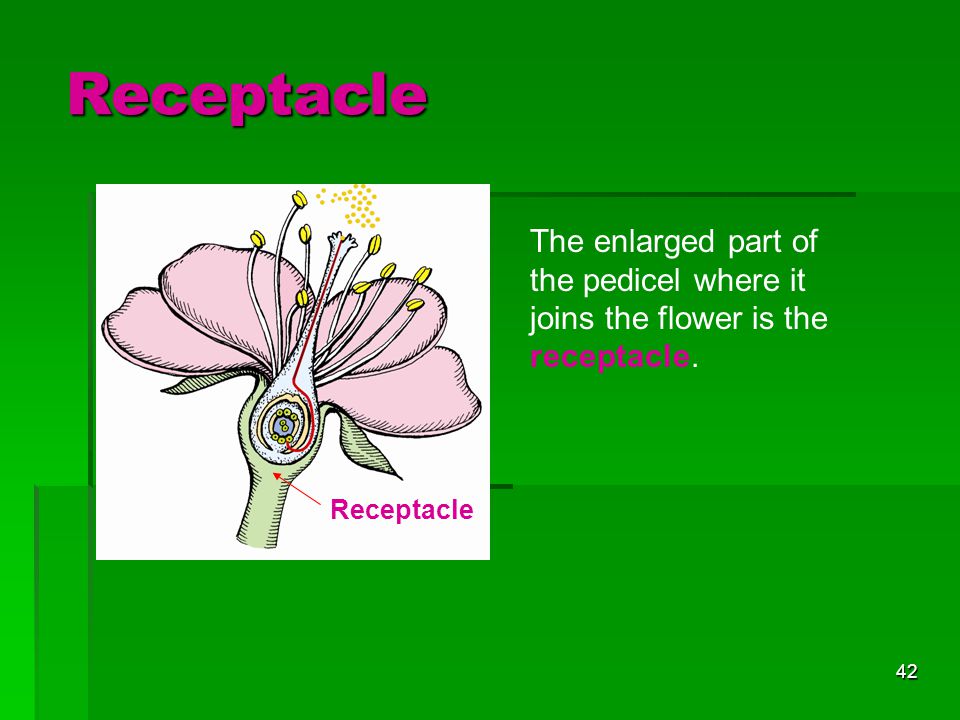 Receptacle The enlarged part of the pedicel where it joins the flower is the receptacle. Receptacle