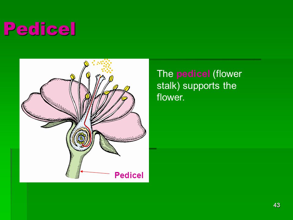 Pedicel The pedicel (flower stalk) supports the flower. Pedicel