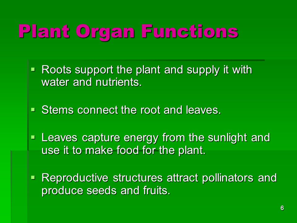 Plant Organ Functions Roots support the plant and supply it with water and nutrients. Stems connect the root and leaves.