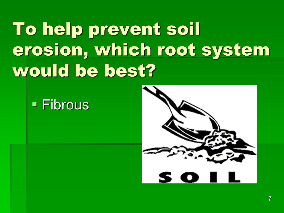 To help prevent soil erosion, which root system would be best