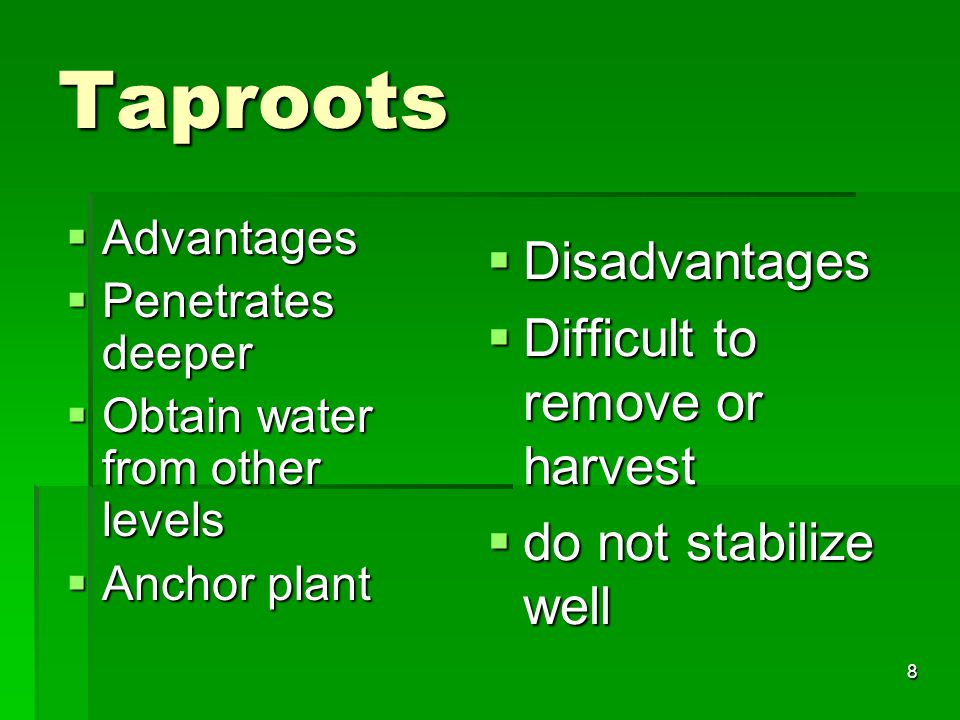 Taproots Disadvantages Difficult to remove or harvest