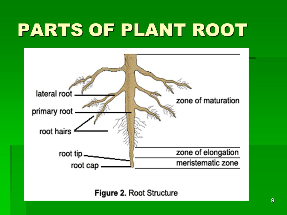 PARTS OF PLANT ROOT