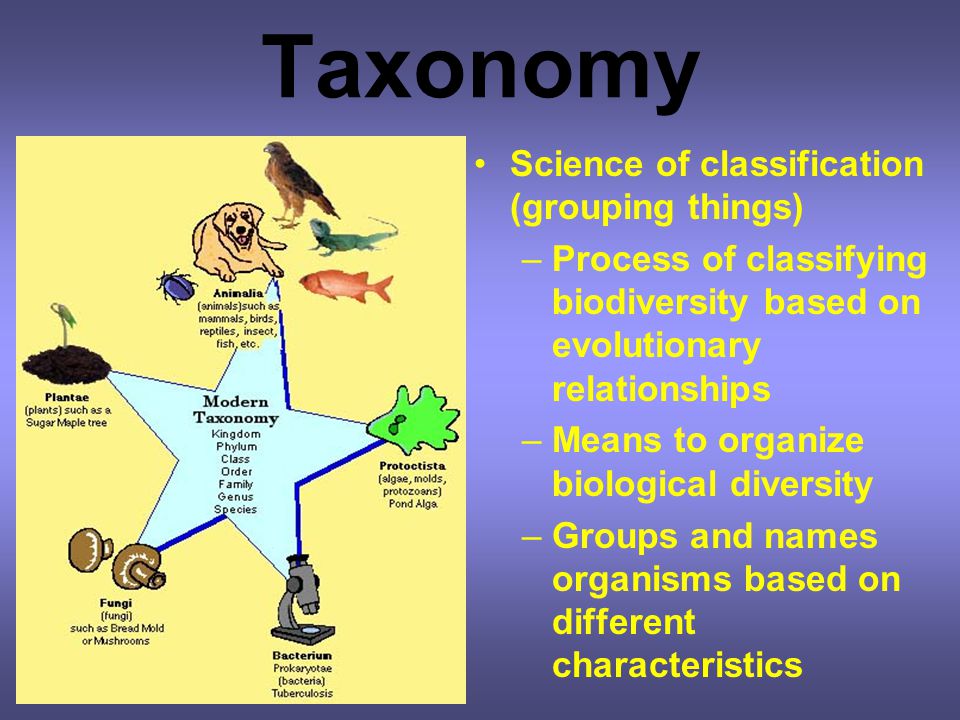 Chapter 18: Classification & Introduction to Taxonomy - ppt download