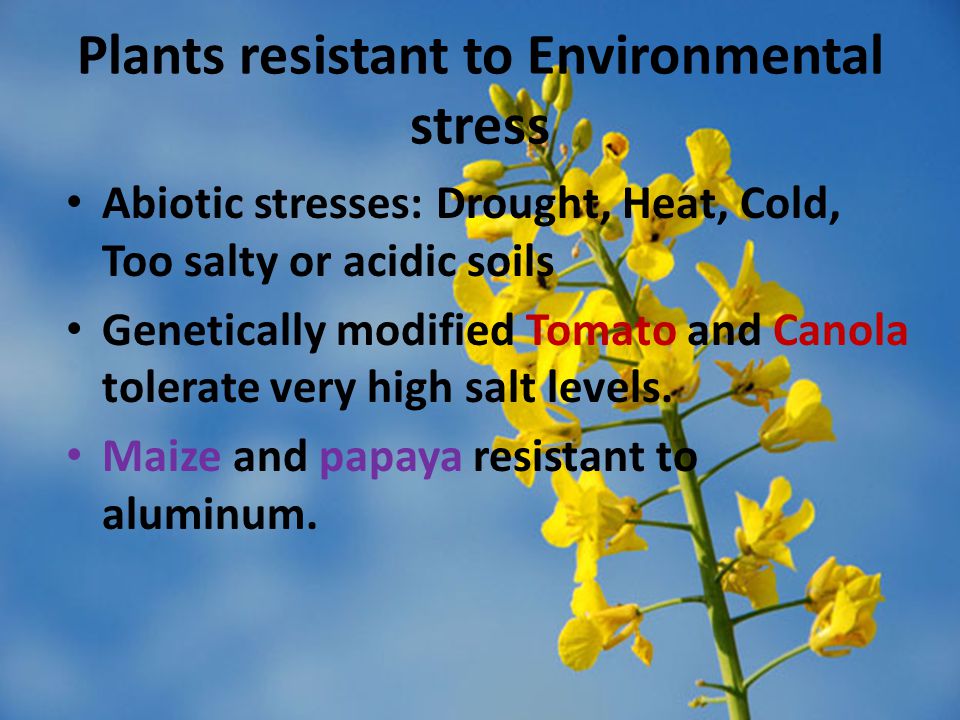 Plants resistant to Environmental stress
