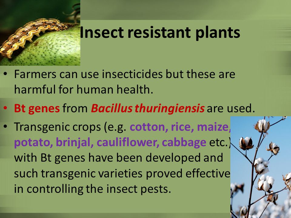 Insect resistant plants