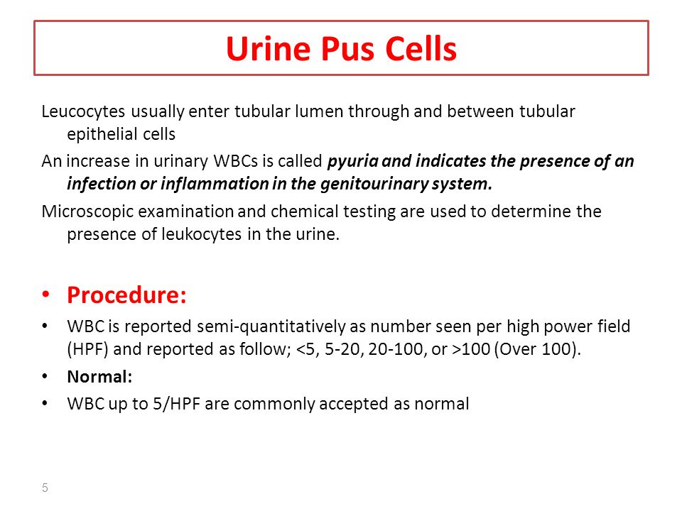 Practical # 3: Microscopic Examination of Urine - ppt video online download