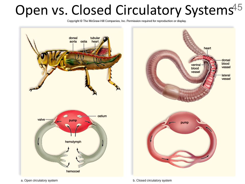 Intro to the Circulatory System - ppt video online download Intro to the Circulatory System - ppt video online download