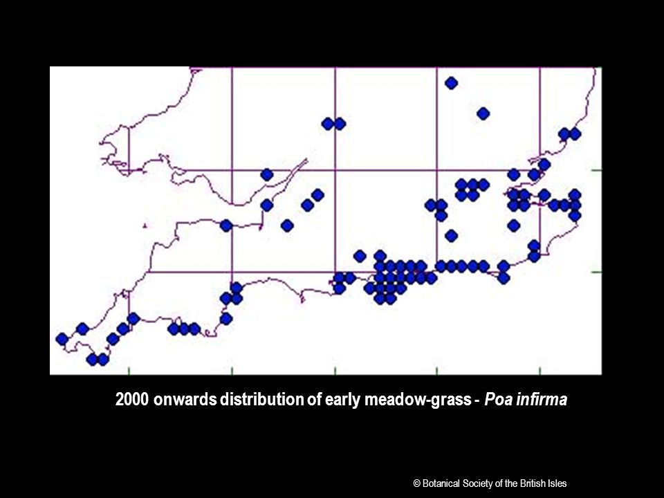2000 onwards distribution of early meadow-grass - Poa infirma