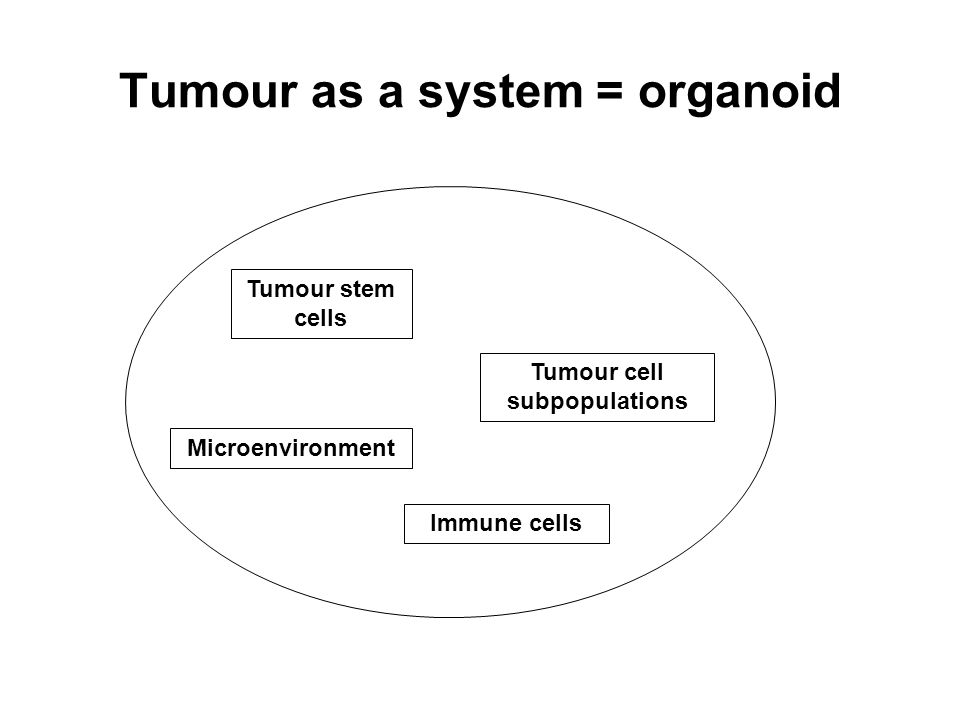 Tumour as a system = organoid