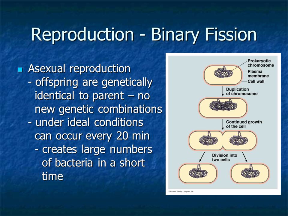 Reproduction - Binary Fission